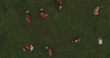 Otlatma ve yeşil mera üzerinde dinlenme sığır havadan görüntüleri