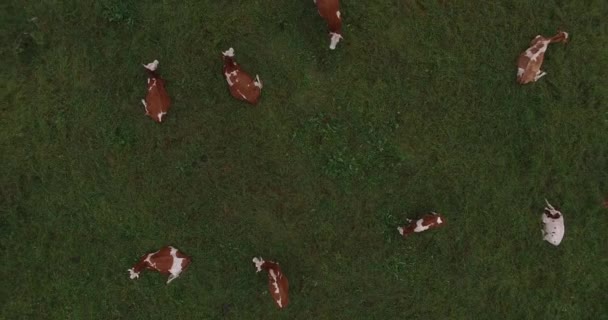 Imágenes aéreas de ganado pastando y descansando sobre pastizales verdes — Vídeos de Stock