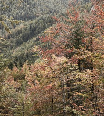 Sonbahar renklerinde yaprak döken orman