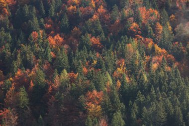 Hava atış dağ iğne yapraklı ve yaprak döken orman sonbahar renkleri