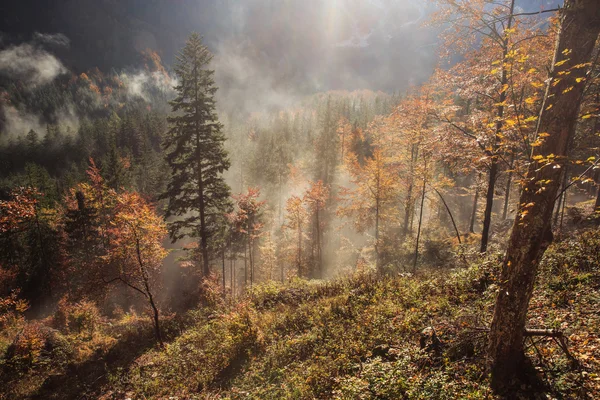 Naaldbossen en loofverliezende bergbos in herfst kleuren — Stockfoto