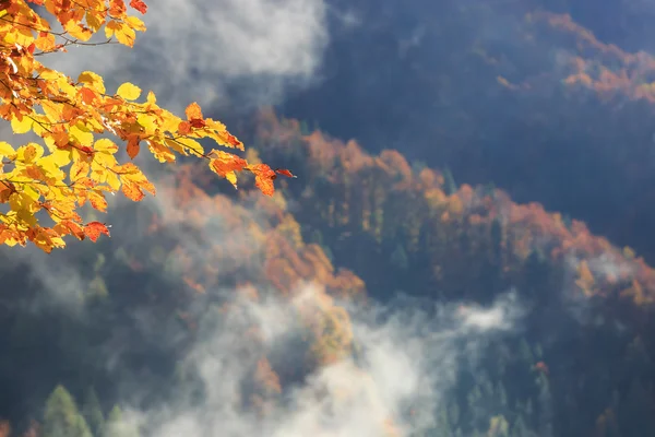 De vertakking van de beslissingsstructuur met herfst gekleurde blaadjes — Stockfoto