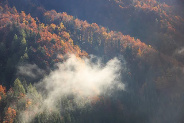 Foresta di conifere e latifoglie in autunno — Foto Stock