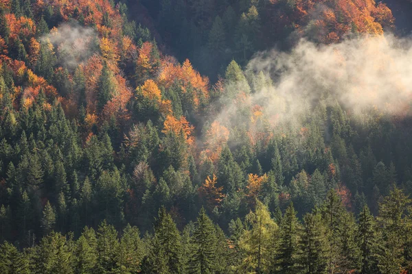 Floresta de montanha conífera e caduca em cores de outono — Fotografia de Stock