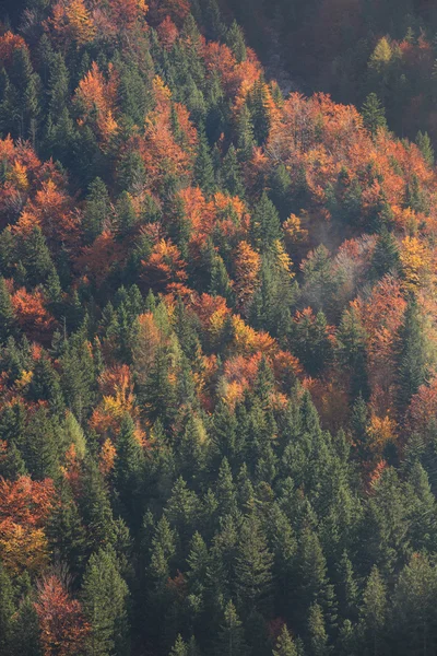 Luchtfoto van naaldbossen en loofverliezende bergbos in herfst kleuren — Stockfoto