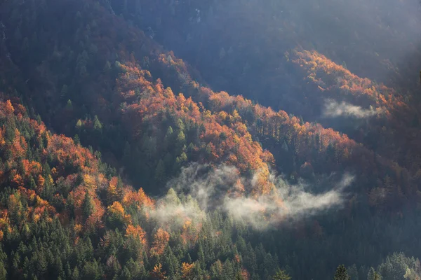 Dağ iğne yapraklı ve yaprak döken orman sonbahar renkleri — Stok fotoğraf