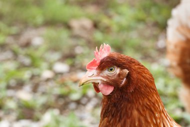 Organik bir çiftlikte serbest gezinen tavuklar (tavuk)