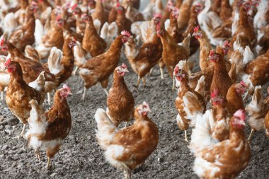 Ekmek arası tavuk dışında serbestçe otlatma