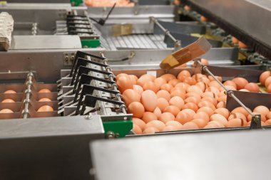 Ham ve taze tavuk yumurta sıralama otomatik