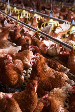 Bir ahırda, içme, yemek ve yumurta çiftliği tavuk