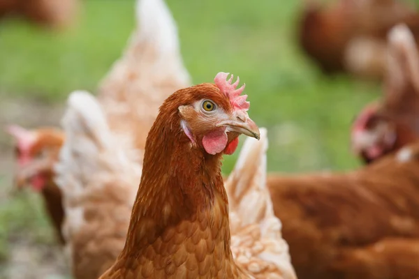Az ökológiai gazdaságokban szabadtartású tyúkok (csirke) — Stock Fotó