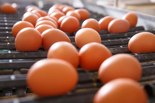 Свежие и сырые куриные яйца на конвейере — стоковое фото