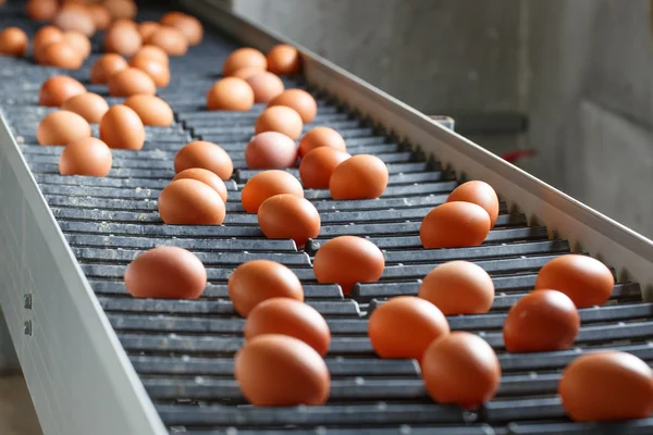 Huevos de pollo frescos y crudos en una cinta transportadora — Foto de Stock