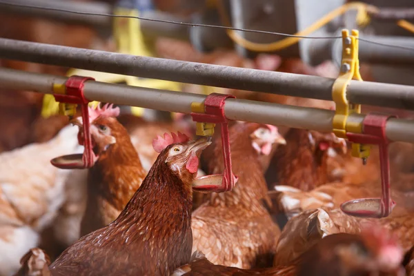 Farmy kurczaków w stodole, picie z waterer — Zdjęcie stockowe
