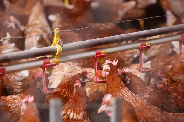 Farm chicken in a barn, drinking from waterer — Stock Photo, Image