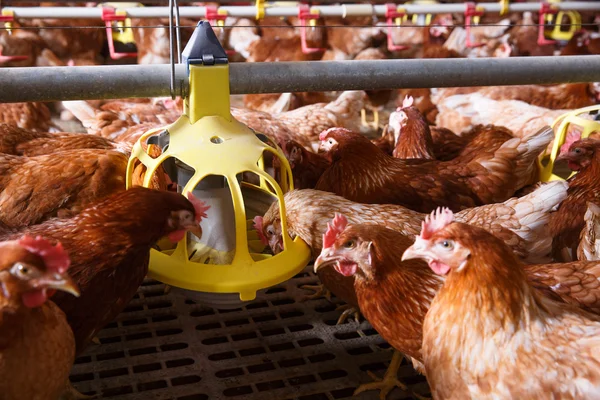 Farm chicken in a barn, eating from an automatic feeder — Stock Photo, Image