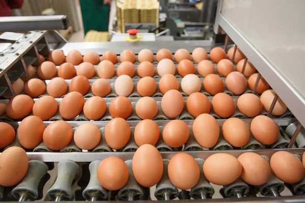 Automated sorting of raw and fresh chicken eggs — Stock Photo, Image