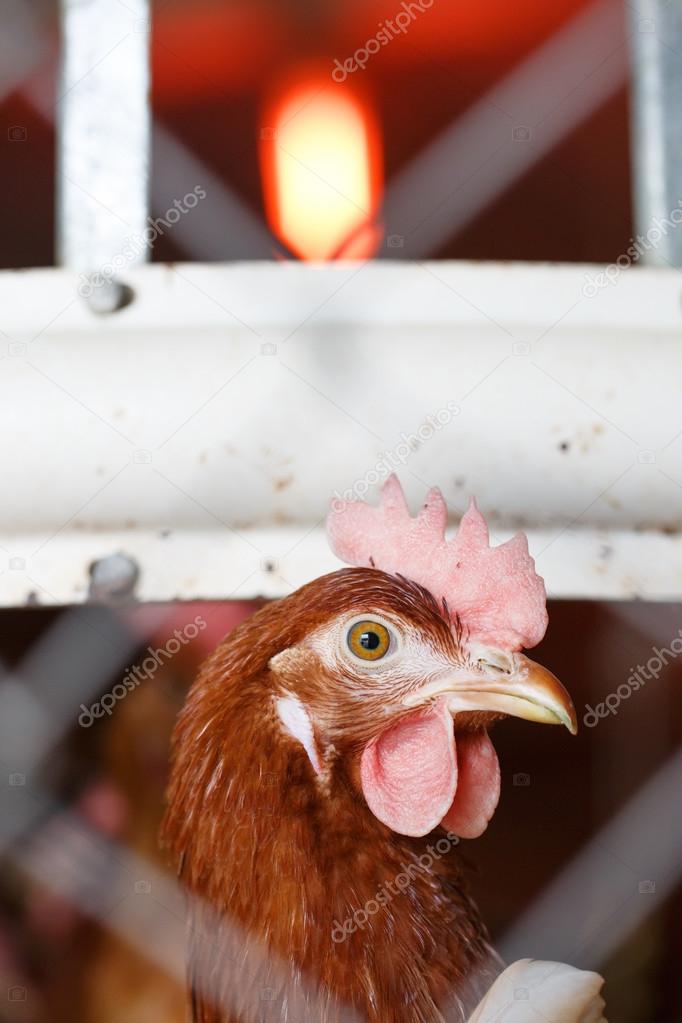 Farm egg-laying hen, living in confined spaces
