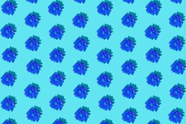 Yaratıcı minimum düz kalıp sanat kompozisyonu. Mavi arka plana karşı mavi çiçekler. Yaratıcı soyut konsept sanat arka planı.