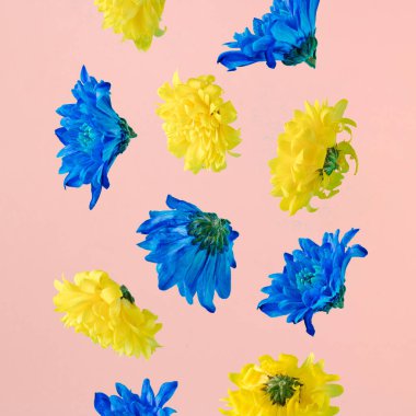 Bir mavi ve sarı çiçek yağmuru pastel pembe arka plana düşer. Asgari yaz doğa reklam fikri.