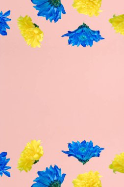 Bir mavi ve sarı çiçek yağmuru pastel pembe arka plana düşer. Dikey yönelimde asgari yaz doğası reklam fikri.