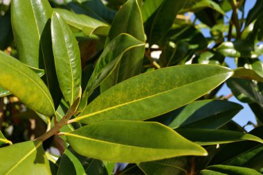 Taze manolya yaprakları