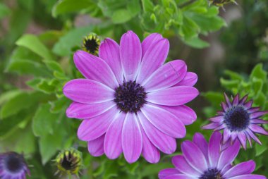 mor papatya çiçekleri.