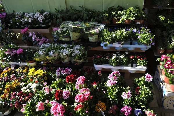 Verschiedene farbenfrohe Topfblumen. — Stockfoto