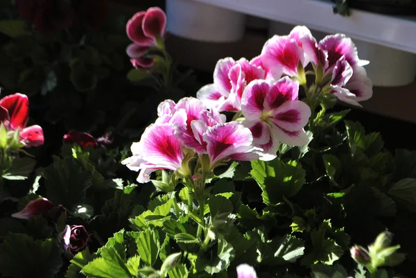Цветущие цветы пеларгонии . — стоковое фото