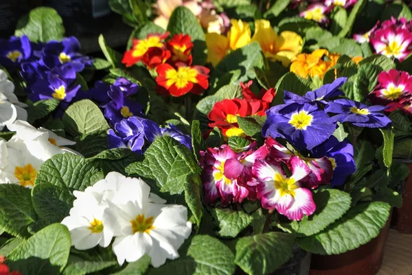 Saksı Primula çiçekler.