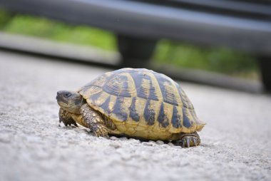 Yol boyunca sürünerek kaplumbağa