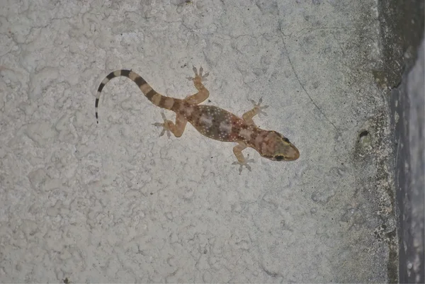 Gecko sits on a wall — Stock Photo, Image
