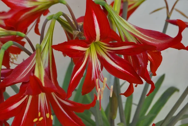 Several red-white lily