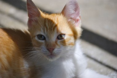 Yalnız kırmızı kedi.