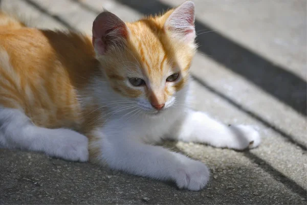 Yalnız kırmızı kedi.