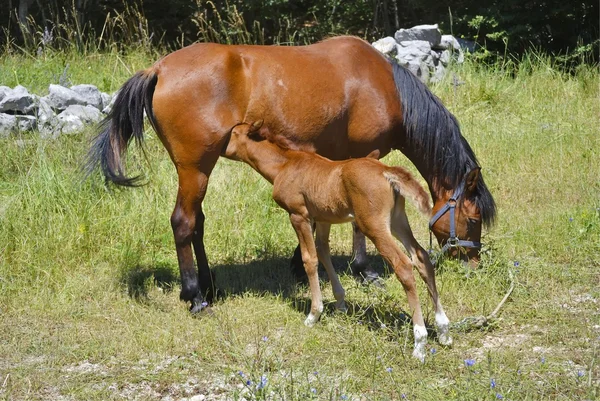 Cavalo castanho com o potro comedor — Fotografia de Stock