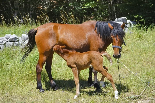 Onun yeme Tay ile kahverengi at