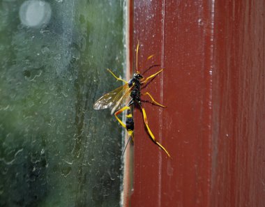 Gasteruption jaculator, or parasitic wasp