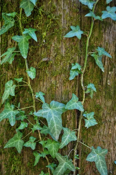 Hiedra del bosque en un árbol — Foto de Stock