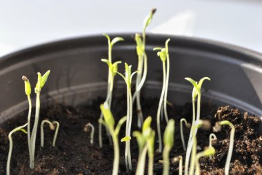 Tencerede domates lahanası