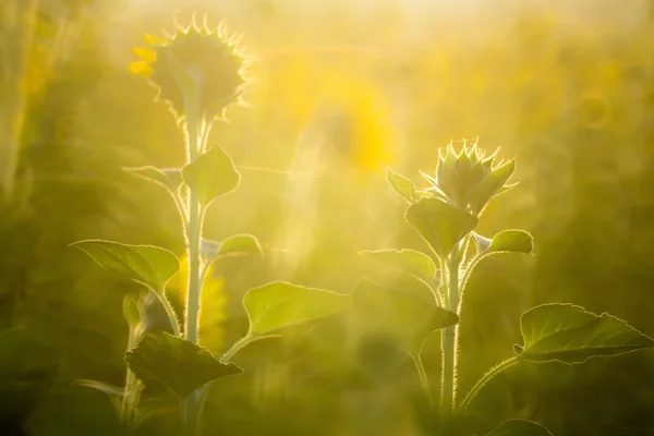 Zasněný slunečnice — Stock fotografie
