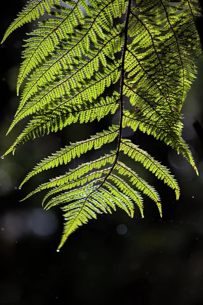 Backlit fern — Stock Photo, Image