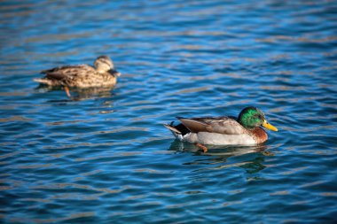 Gölde yüzmeye ördekler 