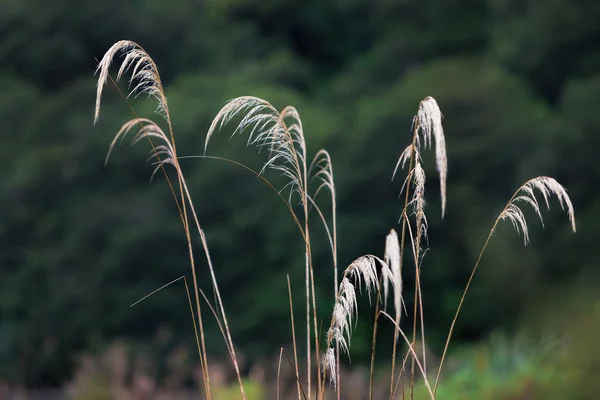 Mokré trávě flowe — Stock fotografie