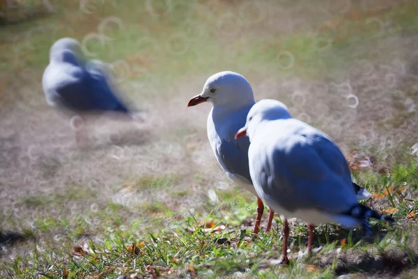 Mouette marchante — Photo