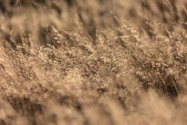 Çim arazi alan silüeti — Stok fotoğraf