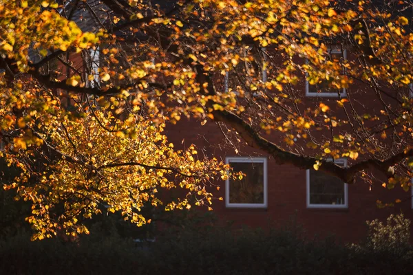 Zářící podzimní stromy s dřevěný dům Stock Fotografie