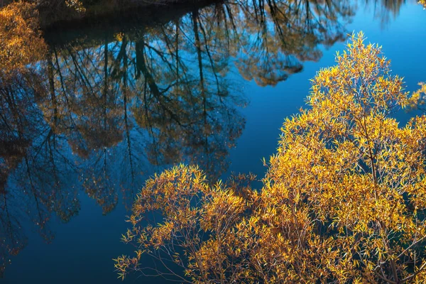 Autumn trees — Stock Photo, Image