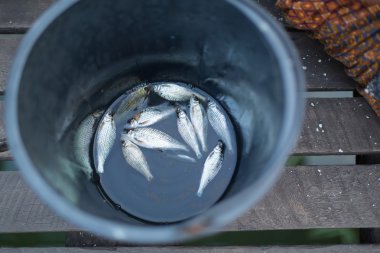 Kova içinde küçük fishs
