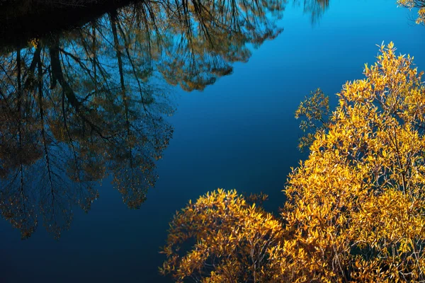 Herbstbäume — Stockfoto